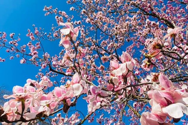 Best spots in Cornwall to see spring blooms