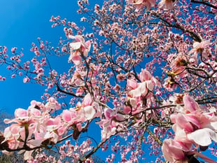 Best spots in Cornwall to see spring blooms