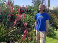 Gardening with Martin Pallett: How to make new plants for free
