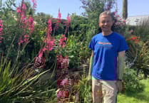 Gardening with Martin Pallett: How to make new plants for free