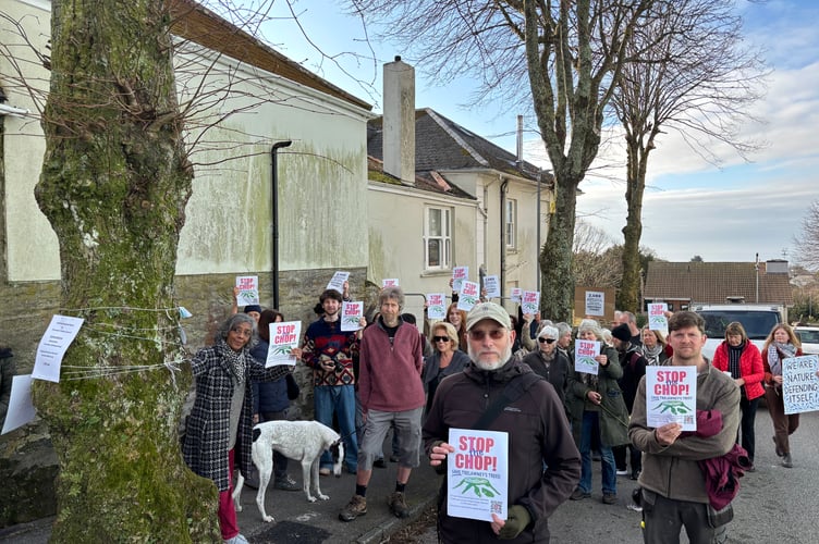 Protesters who managed to save three trees being chopped down in Falmouth for the second week running (Pic: Lee Trewhela / LDRS)
