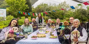 Dogs enjoy a special Big Lunch at tourist attraction