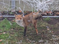 RSPCA urges Cornish residents to store football nets safely