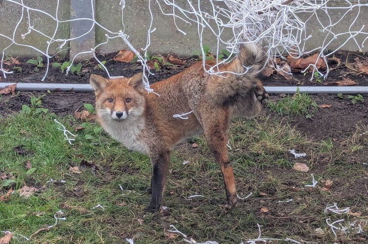 The RSPCA is calling on residents in Cornwall to help protect local wildlife by safely putting away garden football nets after use