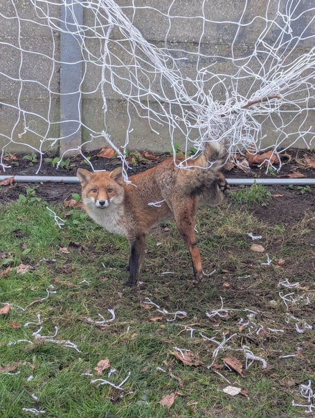 The RSPCA is calling on residents in Cornwall to help protect local wildlife by safely putting away garden football nets after use