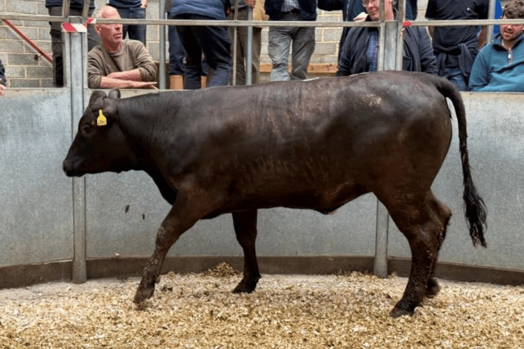 “24 month old Blonde x steer to £2050
for Mr J E G Brewer of St Merryn,
Padstow.