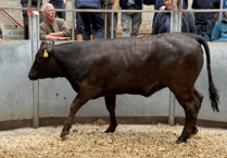 Truro Livestock Market Report: Wednesday, May 28