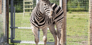 New zoo arrival after zebra crosses over