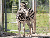 New zoo arrival after zebra crosses over