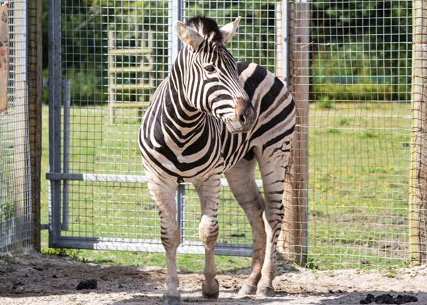 New zoo arrival after zebra crosses over