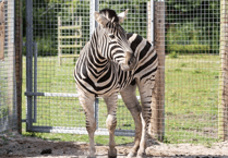 New zoo arrival after zebra crosses over