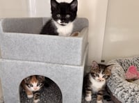 Heroic mother cat saves kittens before tragic road accident