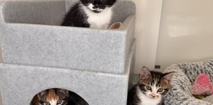 Heroic mother cat saves kittens before tragic road accident