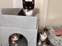 Heroic mother cat saves kittens before tragic road accident