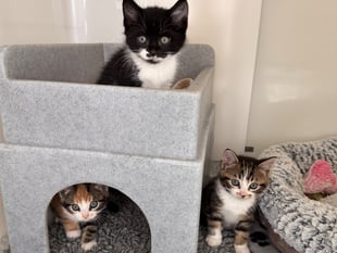 Heroic mother cat saves kittens before tragic road accident