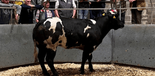 Truro Livestock Market Report: Wednesday, June 4