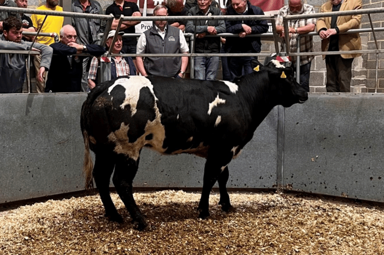 “529kg Blue x heifer to 398p/kg for Mr N J Bennetts of Zelah, Truro”.