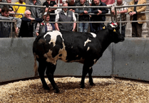 Truro Livestock Market Report: Wednesday, June 4