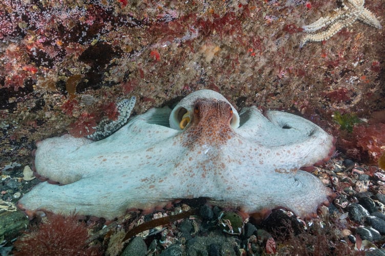 Common Octopus (Octopus vulgaris) Sheltering in a crack in rocky reef. Lizard Peninsula, Cornwall, UK. 29.05.2025. Stunning photographs show a rare octopus 'bloom' off the British coast. Lewis Jefferies, 36, took the images off the lizard peninsula in Cornwall. The photographer from Falmouth, Cornwall said a large number of octopus had been spotted at the popular dive site so he decided to head down. He said: "To my delight I came across more than six different individuals on a single dive including seeing courtship display by a mating pair.  