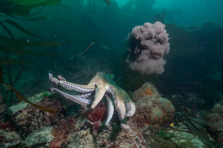 Common Octopus (Octopus vulgaris) Squirting Ink to deter predators. Lizard Peninsula, Cornwall, UK. 29.05.2025. Stunning photographs show a rare octopus 'bloom' off the British coast. Lewis Jefferies, 36, took the images off the lizard peninsula in Cornwall. The photographer from Falmouth, Cornwall said a large number of octopus had been spotted at the popular dive site so he decided to head down. He said: "To my delight I came across more than six different individuals on a single dive including seeing courtship display by a mating pair.  