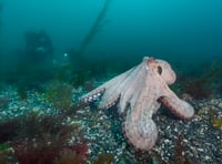 Stunning photographs show rare octopus 'bloom' off the Cornish waters