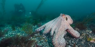 Stunning photographs show rare octopus 'bloom' off the Cornish waters