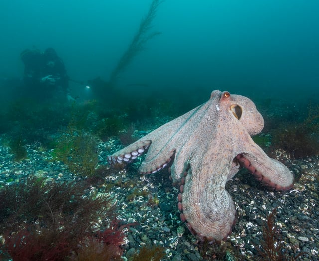 Stunning photographs show rare octopus 'bloom' off the Cornish waters
