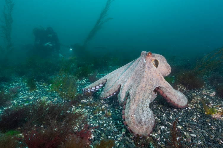 Common Octopus (Octopus vulgaris) On stoney seabed with scuba diver behind. Lizard Peninsula, Cornwall, UK. 29.05.2025. Stunning photographs show a rare octopus 'bloom' off the British coast. Lewis Jefferies, 36, took the images off the lizard peninsula in Cornwall. The photographer from Falmouth, Cornwall said a large number of octopus had been spotted at the popular dive site so he decided to head down. He said: "To my delight I came across more than six different individuals on a single dive including seeing courtship display by a mating pair.  