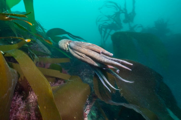 Common Octopus (Octopus vulgaris) Swimming over Kelp forest (Laminaria Digitata) Lizard Peninsula, Cornwall, UK. 29.05.2025. Stunning photographs show a rare octopus 'bloom' off the British coast. Lewis Jefferies, 36, took the images off the lizard peninsula in Cornwall. The photographer from Falmouth, Cornwall said a large number of octopus had been spotted at the popular dive site so he decided to head down. He said: "To my delight I came across more than six different individuals on a single dive including seeing courtship display by a mating pair.  