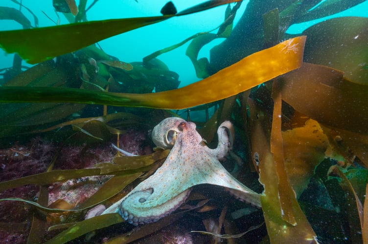 Common Octopus (Octopus vulgaris) hiding Amongst Oarweed kelp (Laminaria Digitata and Dulse (Palmaria palmata) Lizard Peninsula, Cornwall, UK. 29.05.2025. Stunning photographs show a rare octopus 'bloom' off the British coast. Lewis Jefferies, 36, took the images off the lizard peninsula in Cornwall. The photographer from Falmouth, Cornwall said a large number of octopus had been spotted at the popular dive site so he decided to head down. He said: "To my delight I came across more than six different individuals on a single dive including seeing courtship display by a mating pair.  
