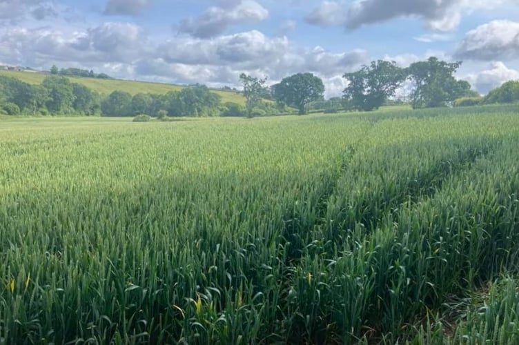 Where the slurry lagoon would be built near the village of Hatt in South East Cornwall