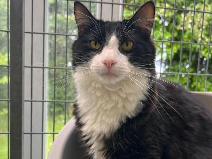 Animal charity calling on people to give a cat forever loving home