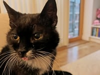 Glow-up and new home for mature moggy in sorry state 