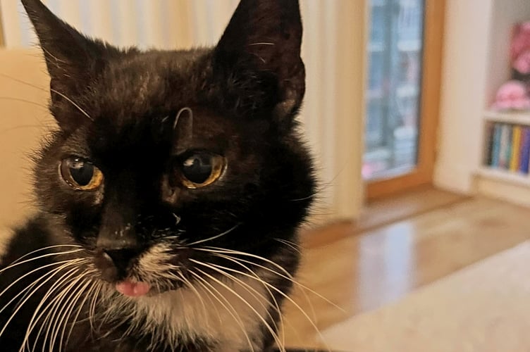 Sophie, 15, has found a new home