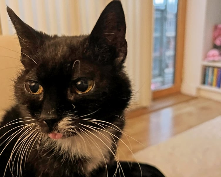 Sophie, 15, has found a new home