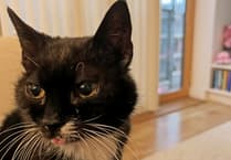 Glow-up and new home for mature moggy in sorry state