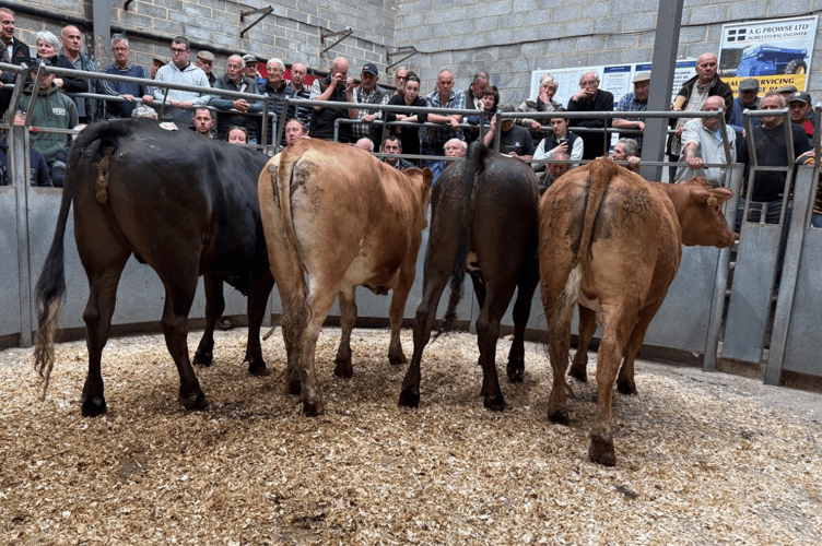 24 month old Limousin x steers to £2095 for Mr O Hicks of Zelah, Truro.