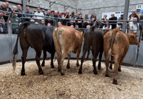 Truro Livestock Market Report: Wednesday, June 11