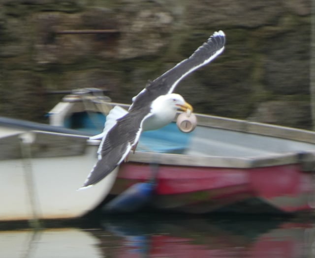 Maintenance man 'mugged' after seagull nicks his coffee mug
