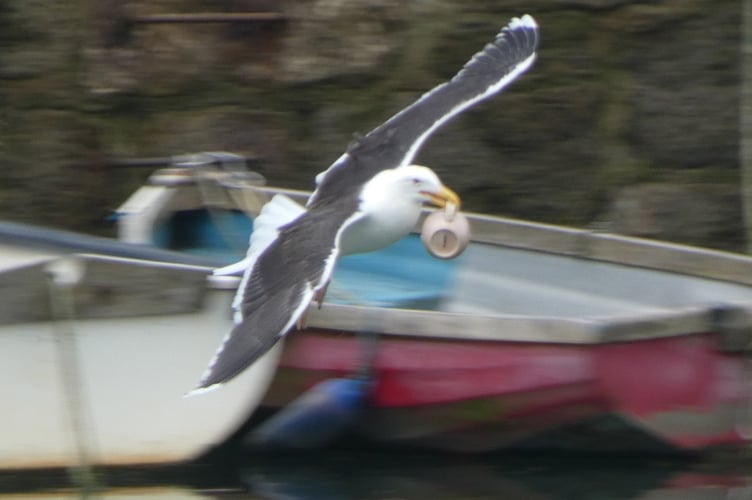The seagull with Darren Pardoe's coffee mug in Porthleven, Cornwall. Photo released June 16 2025. A maintenance worker who had previously carried out bird-proofing in a town was 'mugged' after his coffee was nicked by a seagull.Darren Pardoe, 60, had been carrying out a roof repair on an old lifeboat house in Porthleven, Cornwall, when he stopped for a coffee.Having recently picked up a new hobby, Darren, from Redruth, pulled out his camera to take a few pictures of the harbour.As he was snapping away, a person next to him alerted him to a seagull that was helping itself to his brew.
