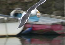 Maintenance man 'mugged' after seagull nicks his coffee mug