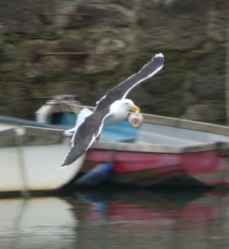 The seagull with Darren Pardoe's coffee mug in Porthleven, Cornwall. Photo released June 16 2025. A maintenance worker who had previously carried out bird-proofing in a town was 'mugged' after his coffee was nicked by a seagull.Darren Pardoe, 60, had been carrying out a roof repair on an old lifeboat house in Porthleven, Cornwall, when he stopped for a coffee.Having recently picked up a new hobby, Darren, from Redruth, pulled out his camera to take a few pictures of the harbour.As he was snapping away, a person next to him alerted him to a seagull that was helping itself to his brew.