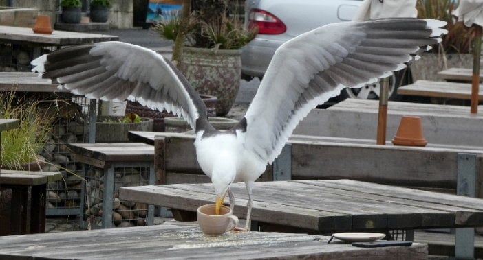 The seagull with Darren Pardoe's coffee mug in Porthleven, Cornwall. Photo released June 16 2025. A maintenance worker who had previously carried out bird-proofing in a town was 'mugged' after his coffee was nicked by a seagull.Darren Pardoe, 60, had been carrying out a roof repair on an old lifeboat house in Porthleven, Cornwall, when he stopped for a coffee.Having recently picked up a new hobby, Darren, from Redruth, pulled out his camera to take a few pictures of the harbour.As he was snapping away, a person next to him alerted him to a seagull that was helping itself to his brew.