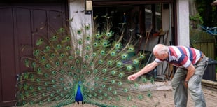 Cornish village overrun with colony of escaped peacocks