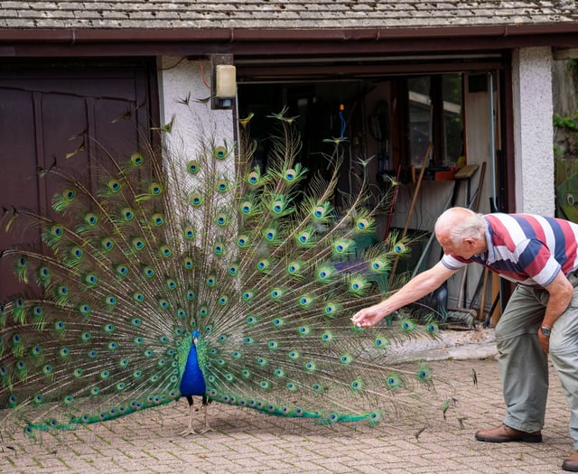 Cornish village overrun with colony of escaped peacocks