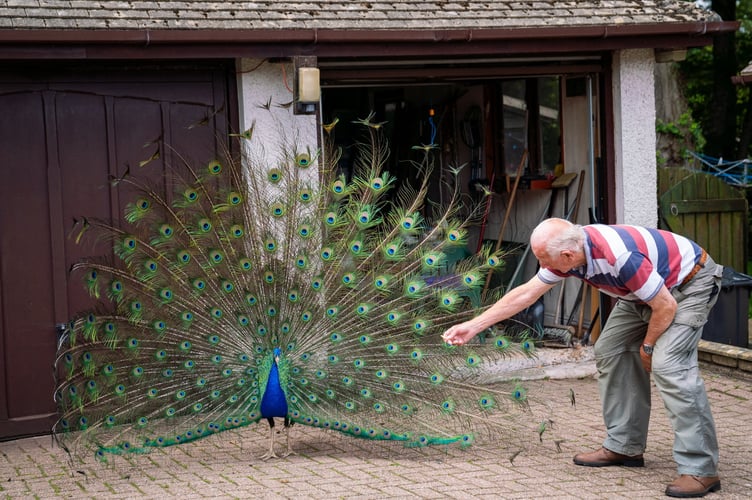A village in Cornwall has been overrun with a colony of peacocks that escaped a nearby manor - scratching cars and pooing on the lawns.  Photo released June 18 2025. 