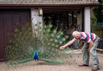 Cornish village overrun with colony of escaped peacocks