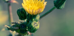 Kirstie Newton: Gathering sowthistle while ye may