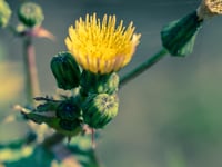 Kirstie Newton: Gathering sowthistle while ye may
