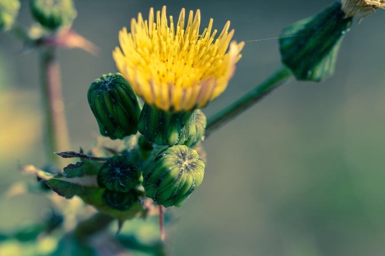 Sowthistle